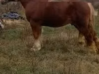 Айғыр, Suffolk Punch — 1-сурет