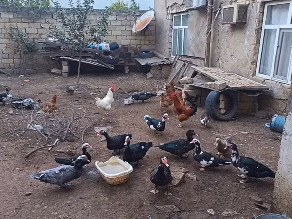 Домашняя мушка