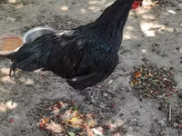 Australorp — foto 6