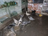 Ducks — الصورة 1