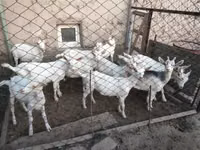 Koza, Saanen goat — zdjęcie 6