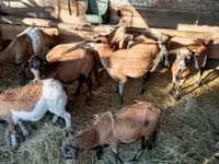 母羊, Sheep — 照片 4