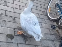 Ducks — foto 8