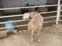 雄羊, Rhon sheep — 写真 3