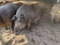 Schweine (Partie, Geschlecht nicht angegeben) — Foto 5