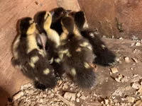 Domestic Muscovy — photo 1