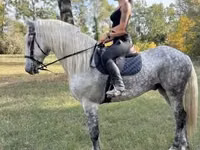 ცხენი, Andalusian horse — ფოტო 2