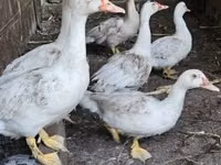 Ducks — 1-rasm