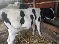İnek, Russian Black pied cattle — foto 1