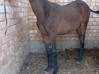 At, Manipuri pony — foto 2