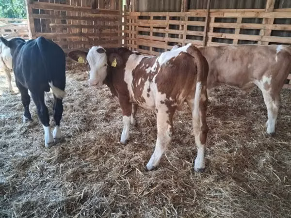 Byk, Simmental cattle