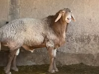 公羊, Arashan sheep — 照片 3