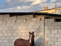 At, Friesian sport horse — foto 3