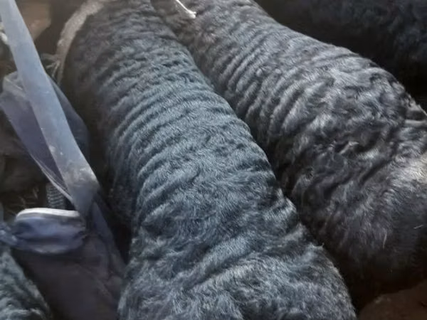 Bélier, Hissar sheep