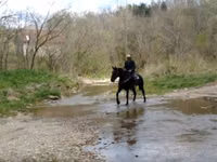 Mare, Percheron — photo 5