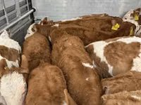 Byk, Simmental cattle — zdjęcie 2