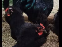 Australorp — zdjęcie 2