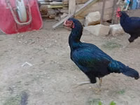 Chickens — ფოტო 2