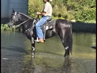 Jument, Tennessee Walking Horse — photo 7