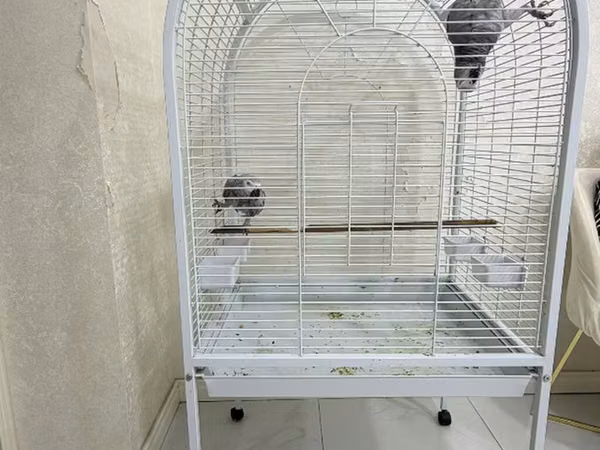 Jako ve boyuk qushlar ucun qefes. Cox az iwlenib. Yeni kimidir. Qiymet