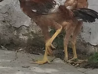 Chickens — 7-rasm