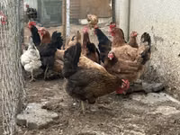 Chickens — zdjęcie 2