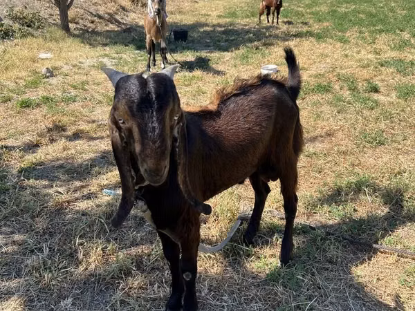 Keçi, Beetal goats