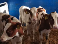 Toro, Simmental cattle — foto 3