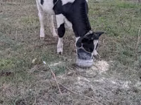 Krowa, Russian Black pied cattle — zdjęcie 4