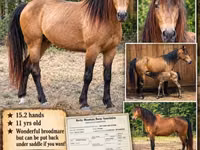 კვიცი, Black Sea breed — ფოტო 1