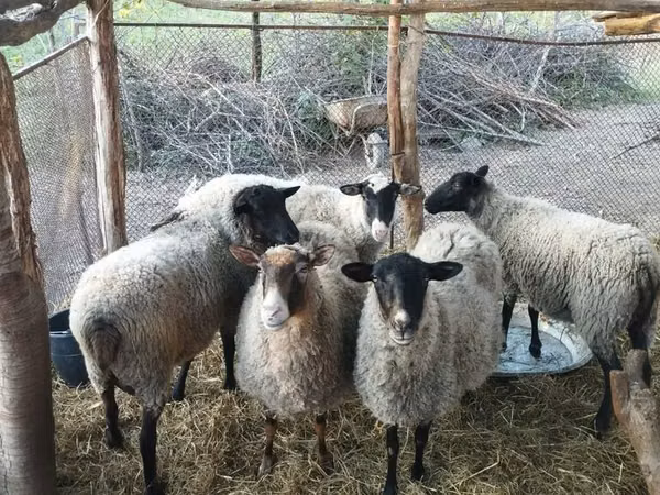 Brebis, Romanov sheep