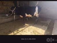 गाय, Russian Black pied cattle — फ़ोटो 7
