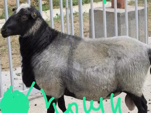 பெண் ஆடு, Romanov sheep