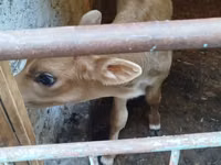 Toro, Raza rojo-moteada — foto 2