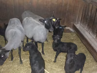 Oveja, Romanov sheep — foto 1