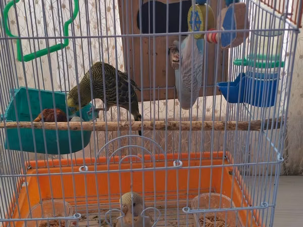 Dalmatin dalğalı papağanlar üçün tam dəst qəfəs Məhsul təsviri: -