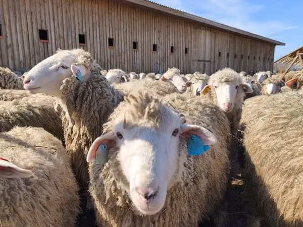Brebis, Edilbay sheep