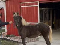 Cavalo, Rocky Mountain Horse — foto 5