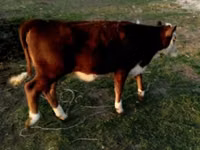 Buqa, Swiss cattle — 2-rasm