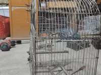 Metall quş qəfəsi dovşan tutuquşu göyərçin qəfəs - Material: möhkəm — сүрөт 1