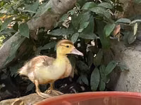 Ducks — photo 2