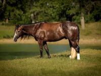 雄馬, Quarter Horse — 写真 2