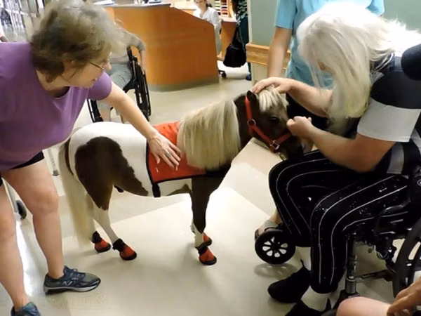 Madyan, Miniature horse
