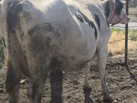 Sigir, Russian Black pied cattle — 3-rasm