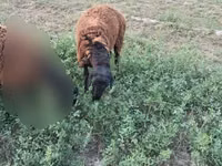 公羊, Sheep — 照片 3
