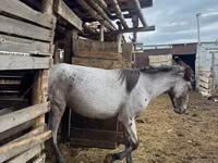 Koń, Kustanai horse — zdjęcie 3
