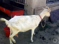 Dişi keçi, Saanen goat — foto 4