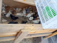 Chickens — zdjęcie 3