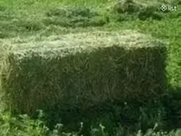 Խառը խոտի տուկ Յոնջայի տուկ
