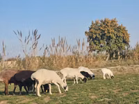 भेड़ें (लॉट, लिंग निर्दिष्ट नहीं), भेड़ — फ़ोटो 6